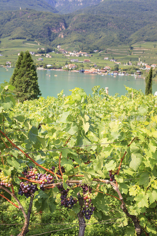 意大利南蒂罗尔卡特勒湖(Lake Caldaro)上的葡萄园